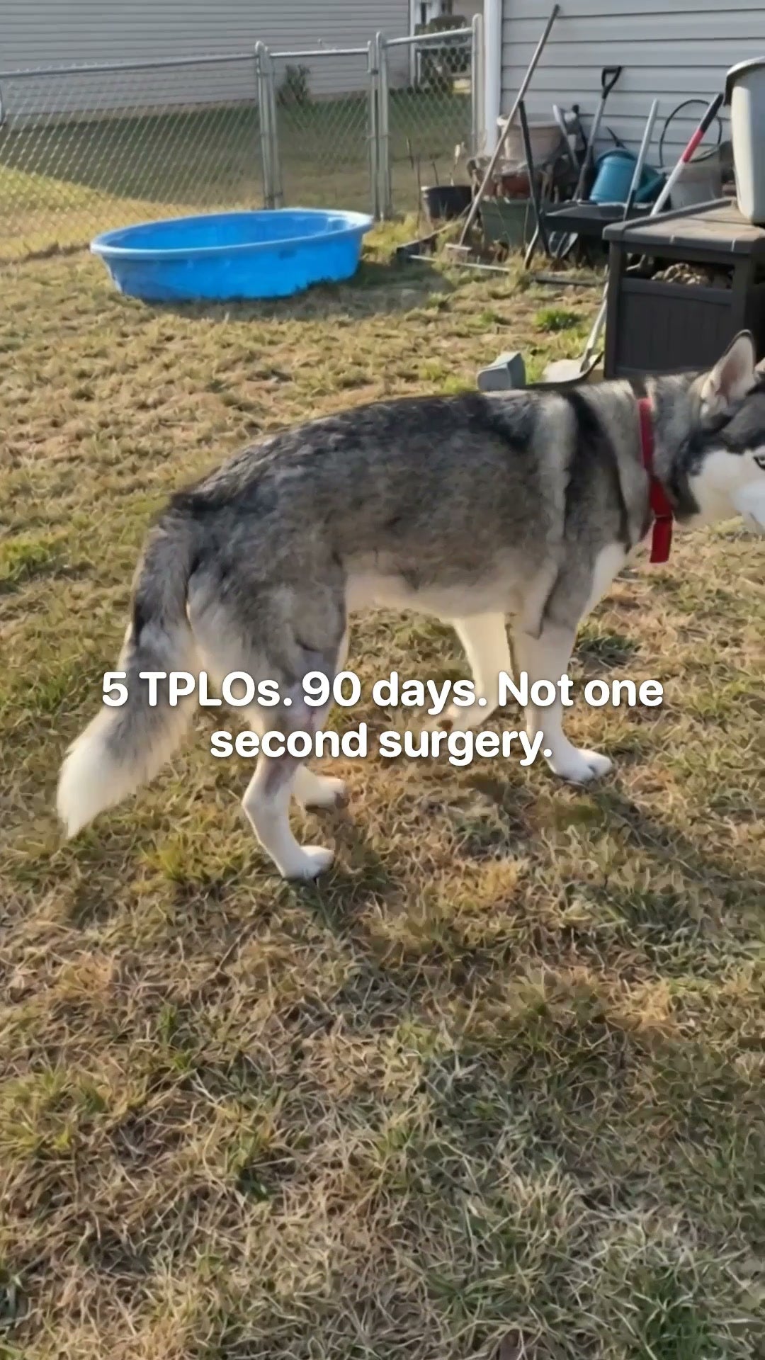5 TPLOs. 90 Days. Not One Second Op.