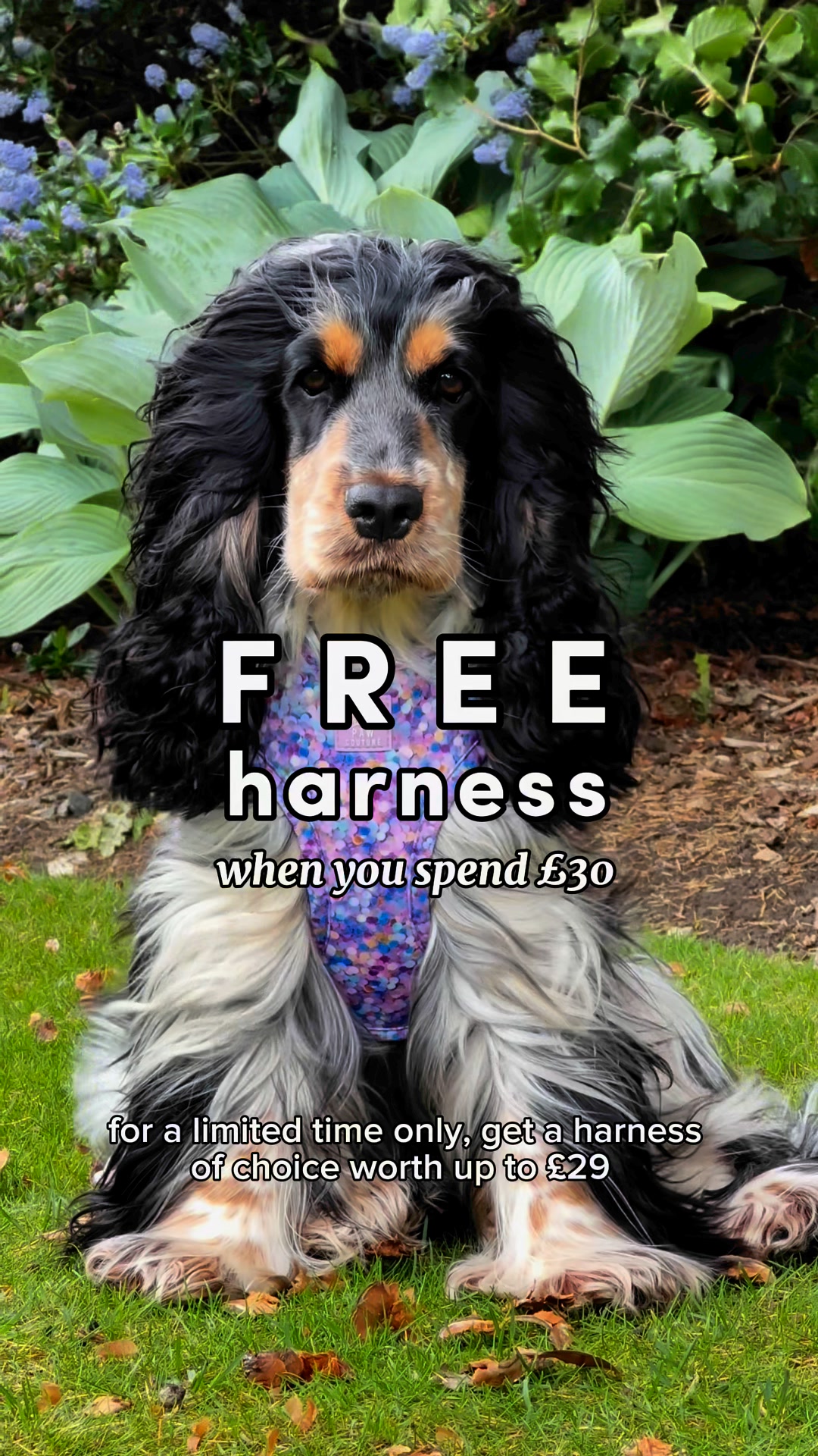 Luxury Dog Accessories at Affordable Prices
