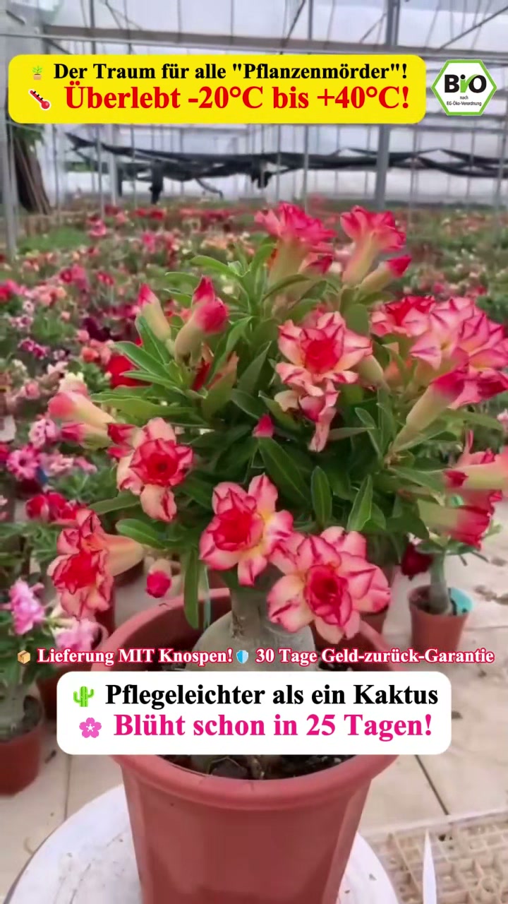 Wenig Pflege, viel Blütenfreude