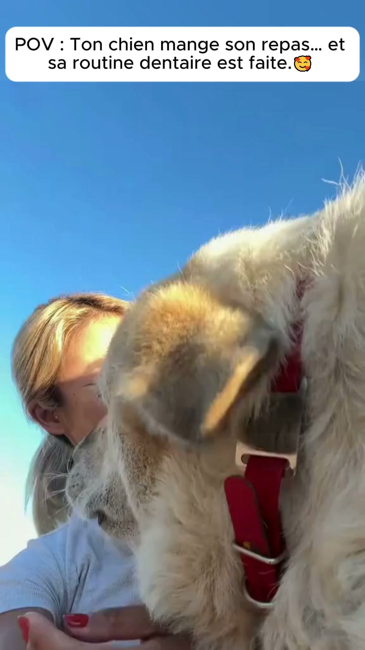 Enfin une routine dentaire que ton chien accepte