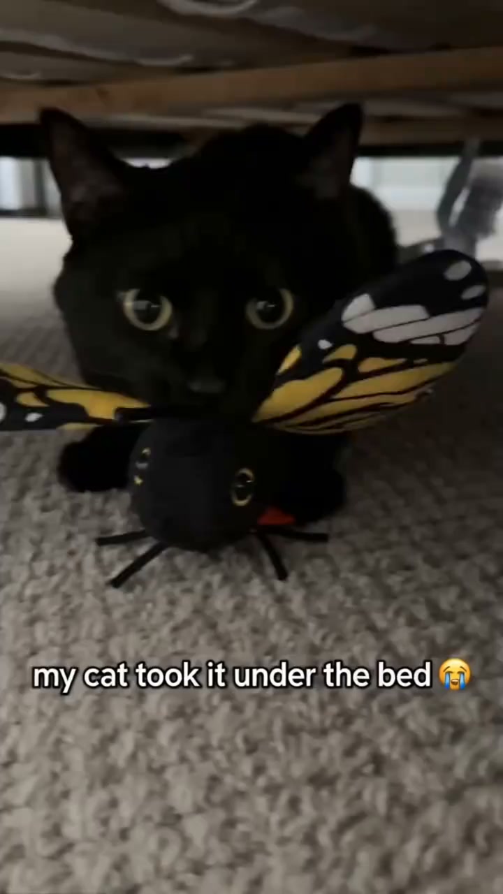 Tire Out Your Cat FAST