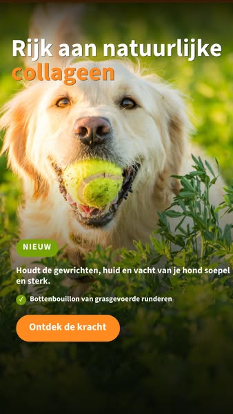 Geef je hond een gezonde boost