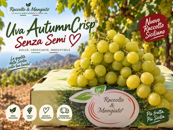Uva AutumnCrisp® – Spedizione Gratuita