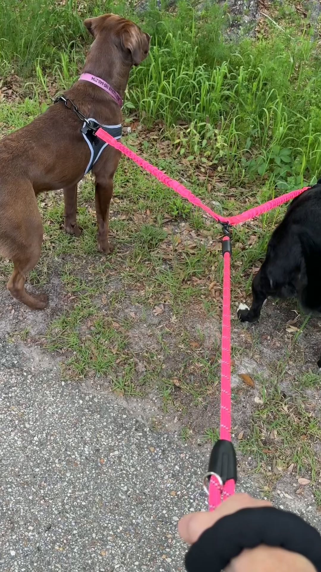¿Dos perros? Una sola correa