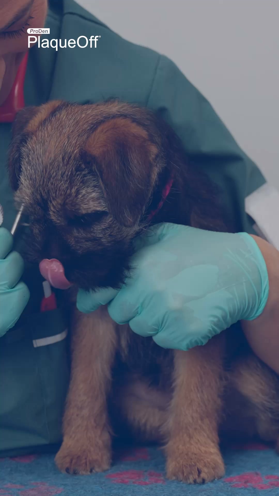 Get a free Dental Guide for your dog!