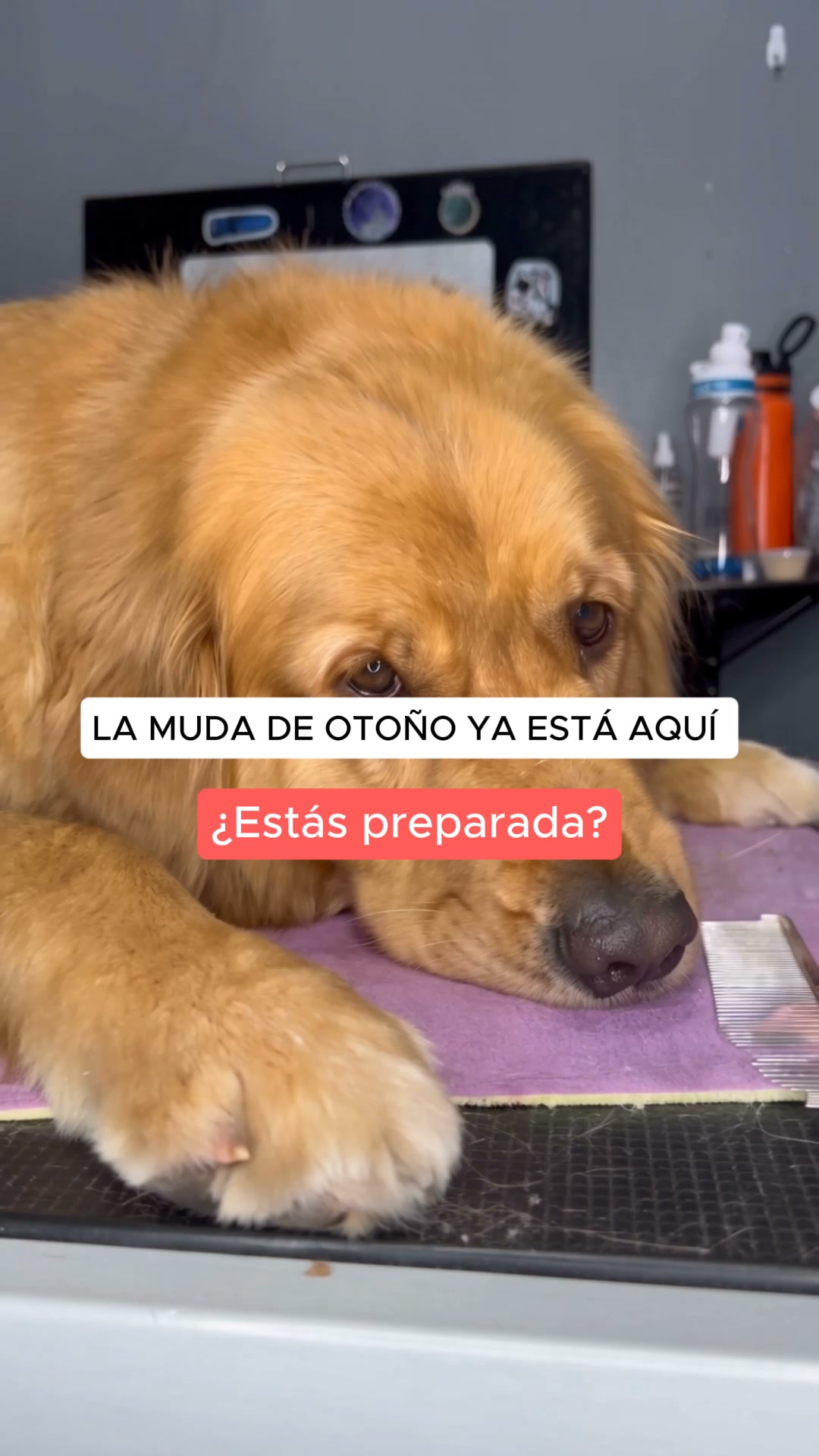 Gánale la batalla al pelo de tu mascota.