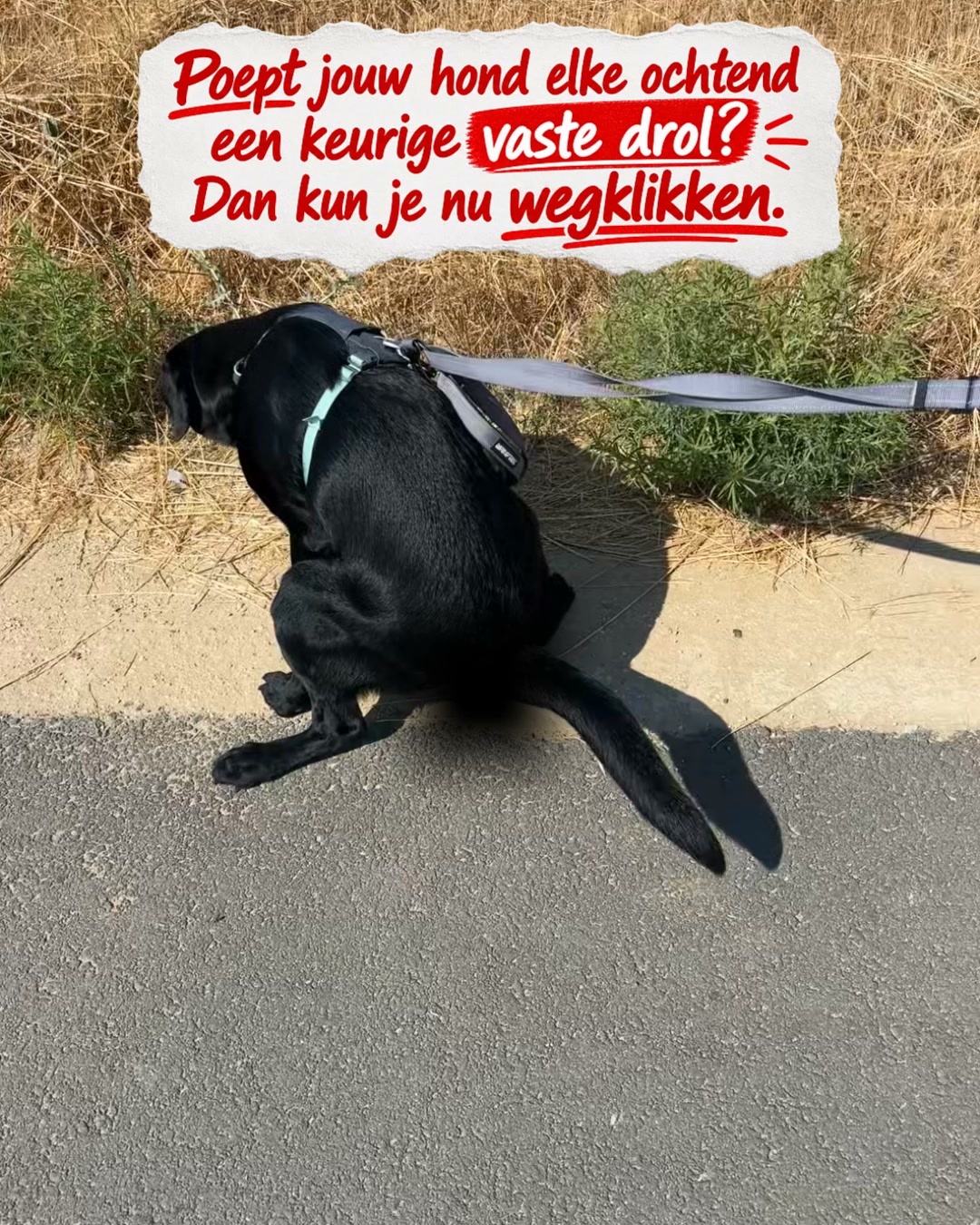 Zo stop je de dunne ontlasting van je hond