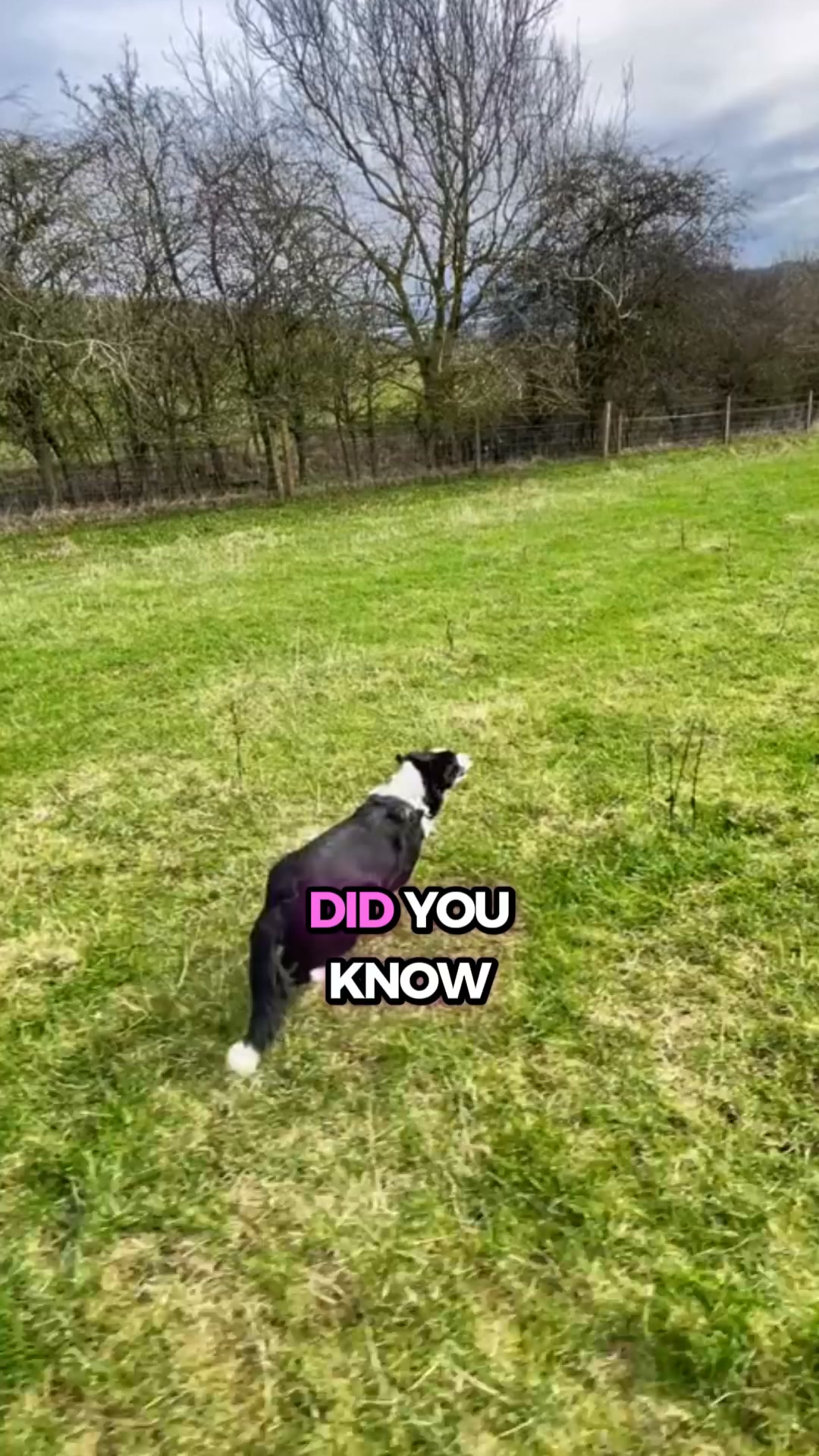 Your dog feels stress four times more than you do. Their nervous system needs support too.