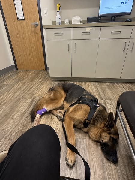Your Dog's Torn CCL Didn't Happen The Way You Think