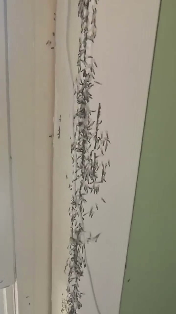 Por fin, di adiós a las chinches.