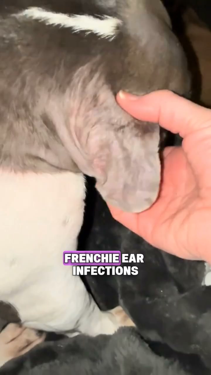 Your Frenchie deserves better.