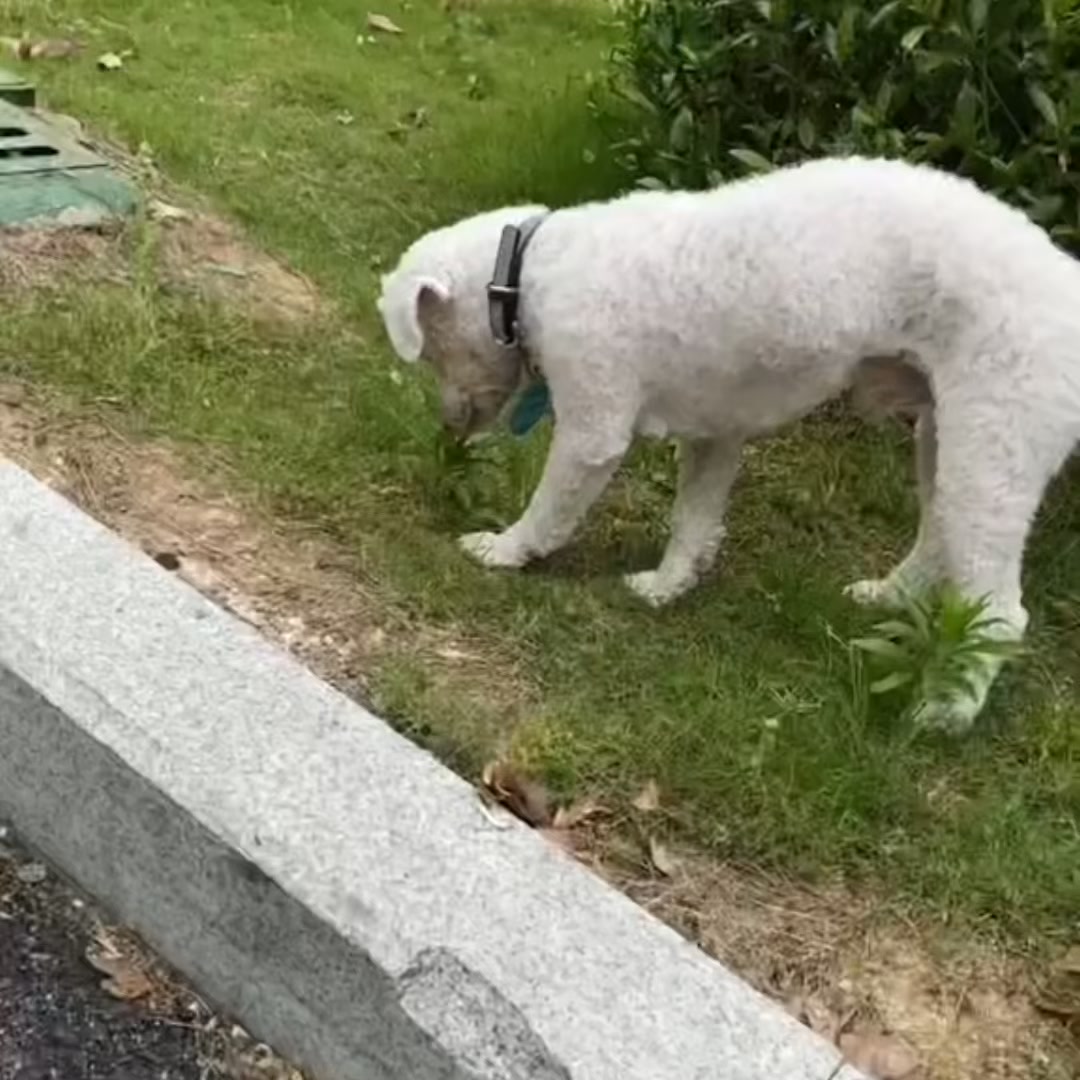 Stoppa din hunds klåda