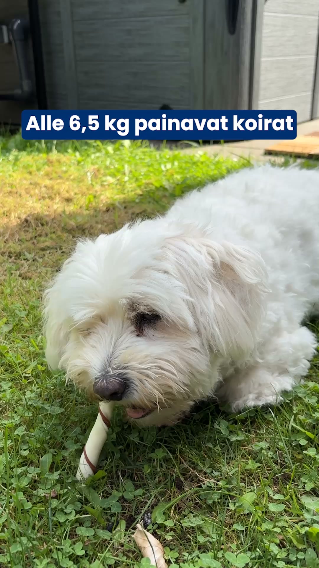 Jos Hampaiden Harjaus Ei Onnistu, Kokeile Tätä