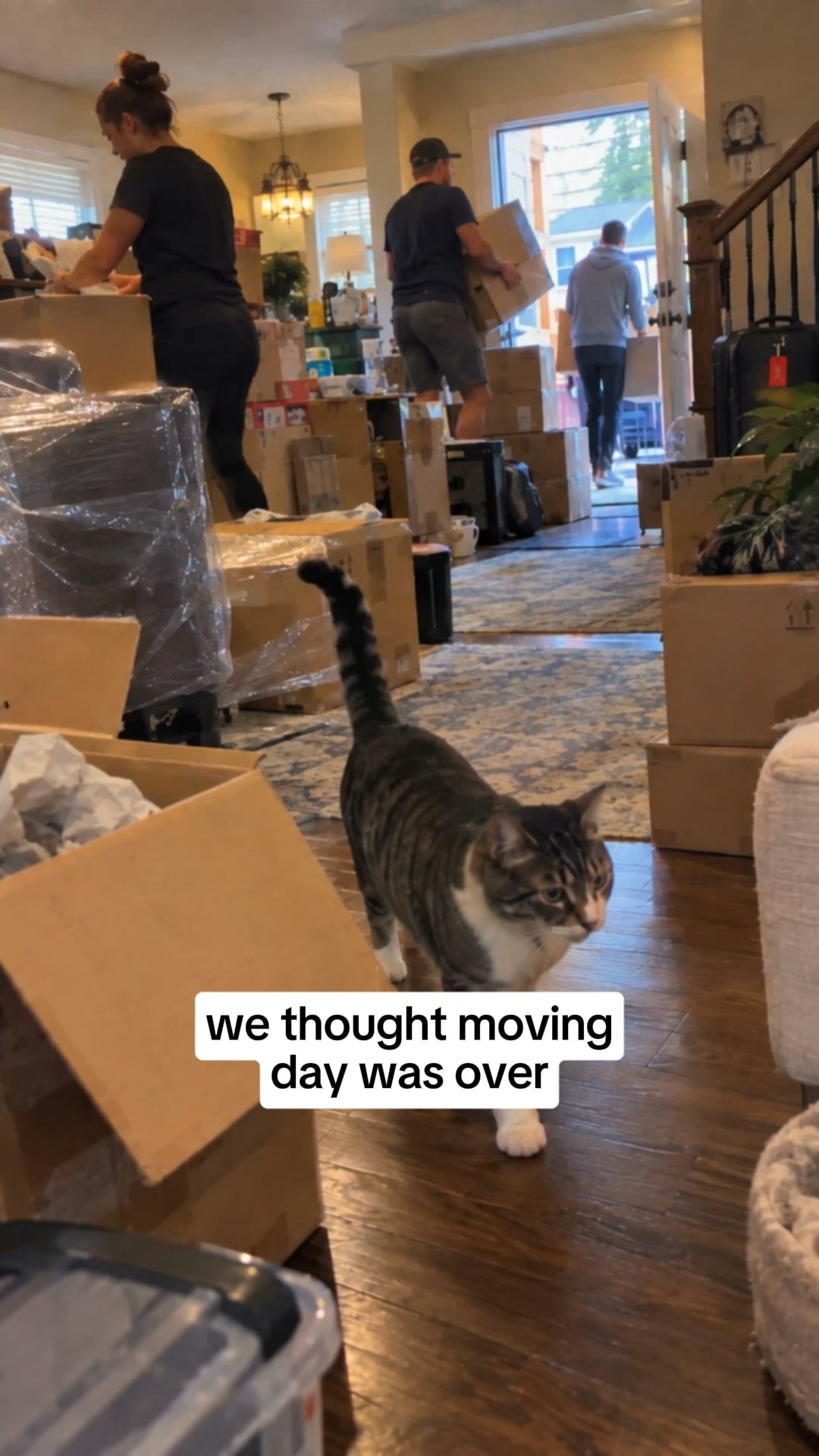Litter Box Accidents After a Move?