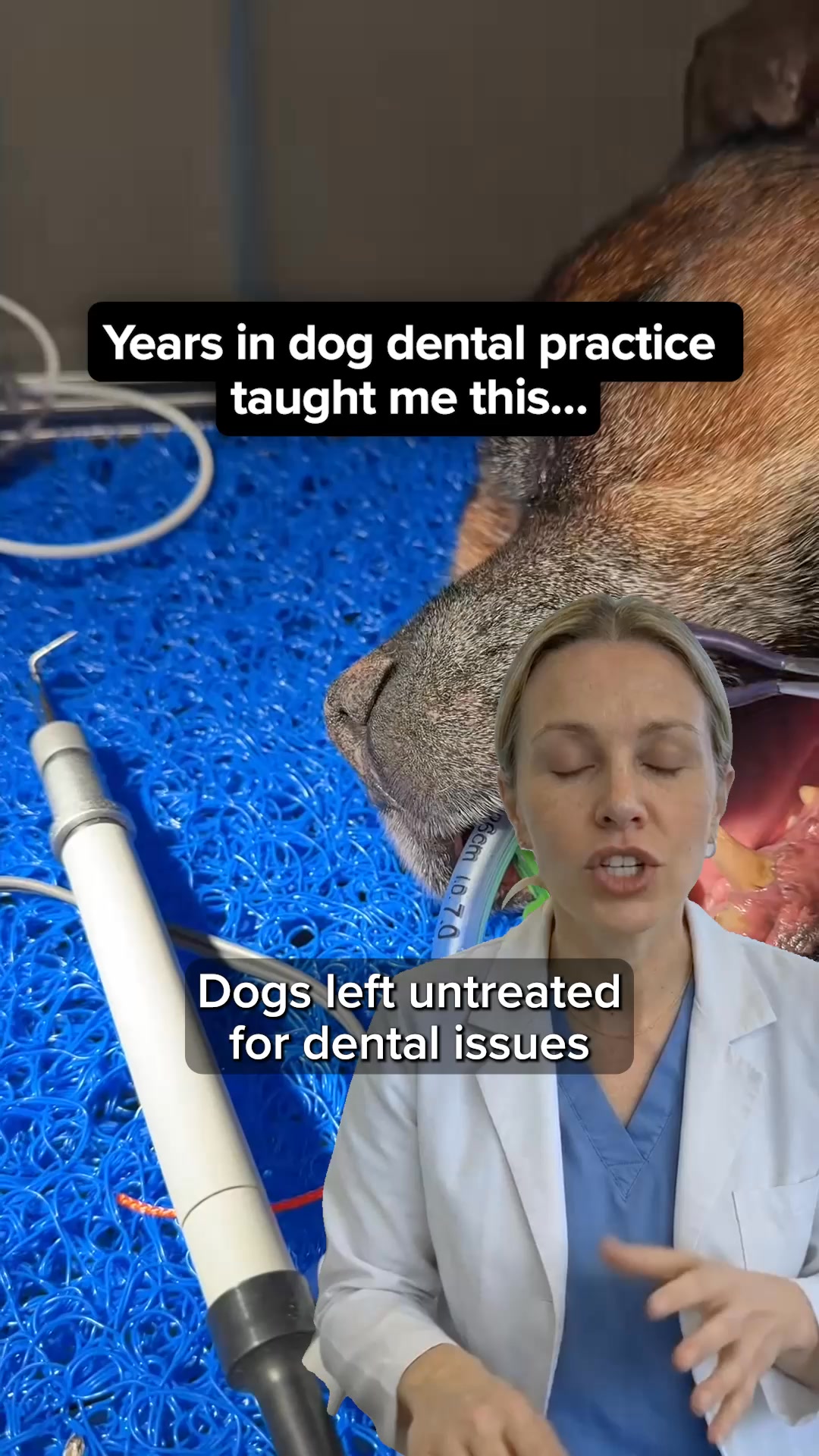 Easiest Routine for Cleaner Dog Teeth