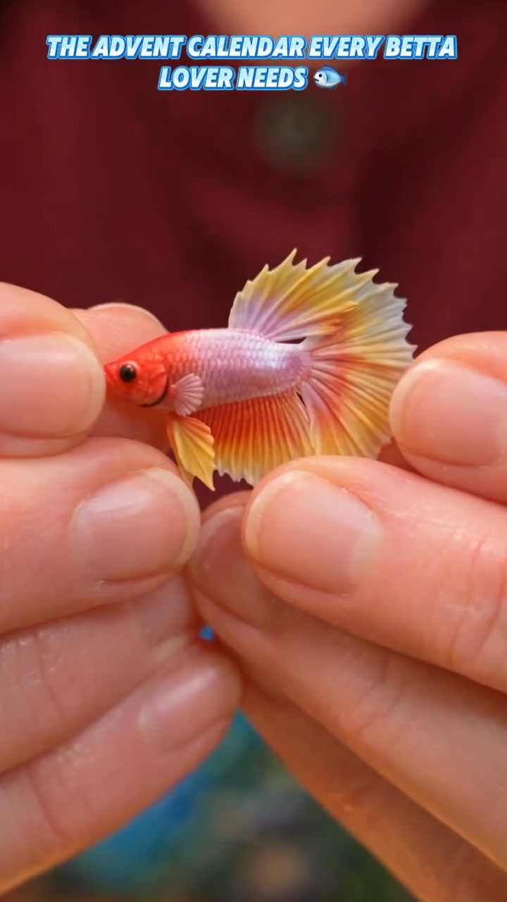 2026 Betta Fish Collection Advent Calendar