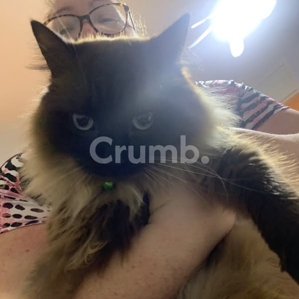 Crumb.