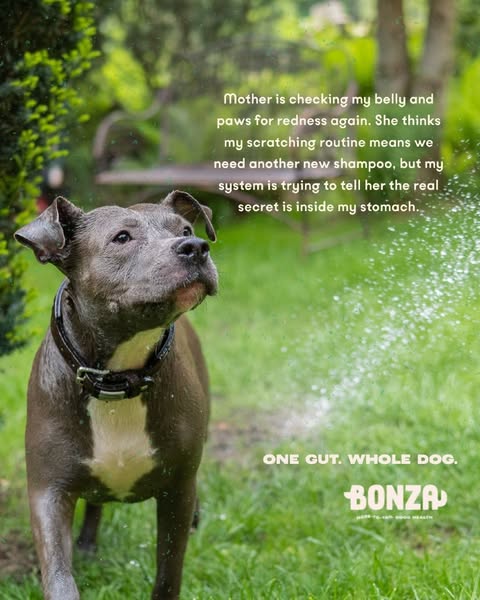 Anúncio de Bonza Dog Foods