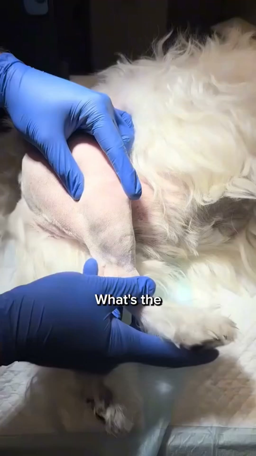 Help your dog move freely again