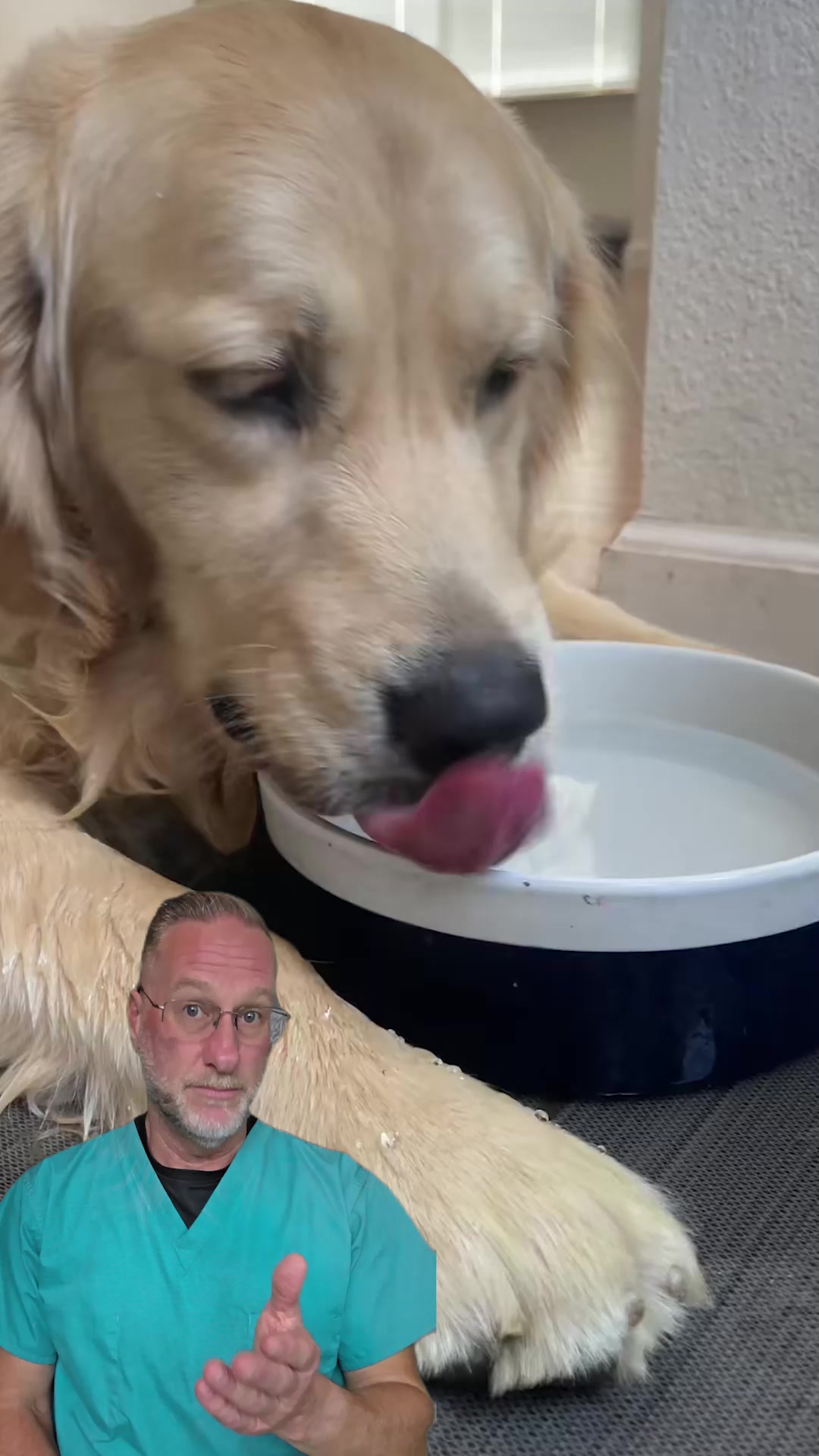 Your dog’s bowl is making them sick