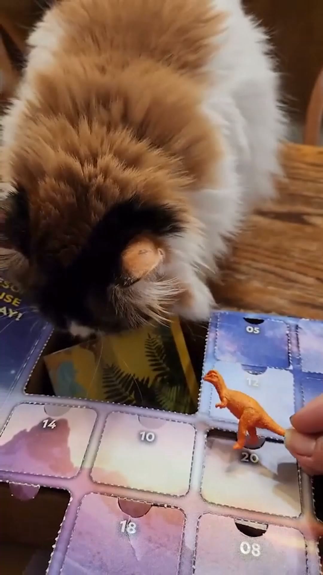 #1 Calendrier Dinosaures