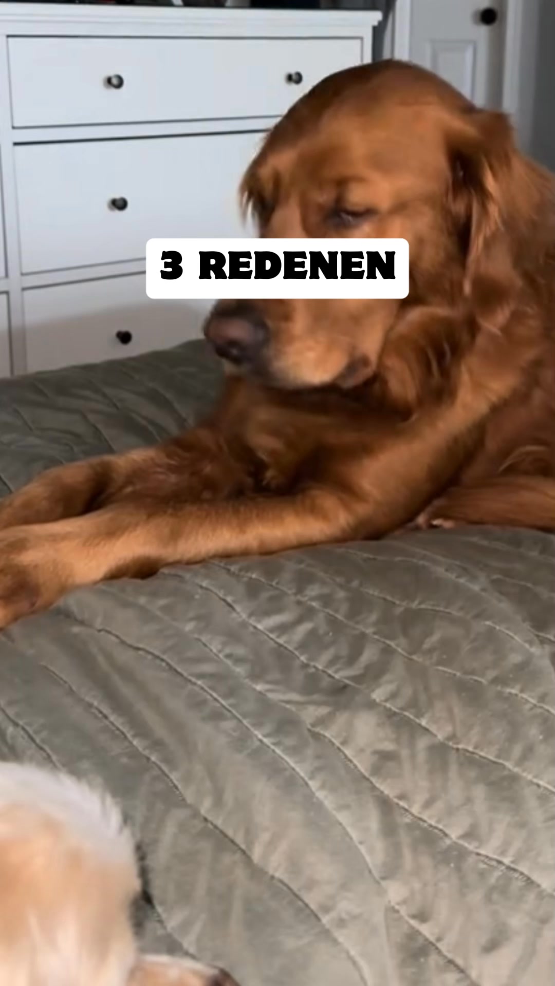 Waarom gist bij honden blijft terugkomen