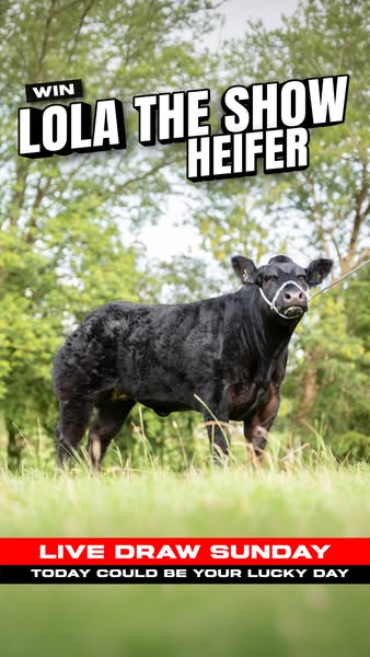 Win Lola The Show Heifer
