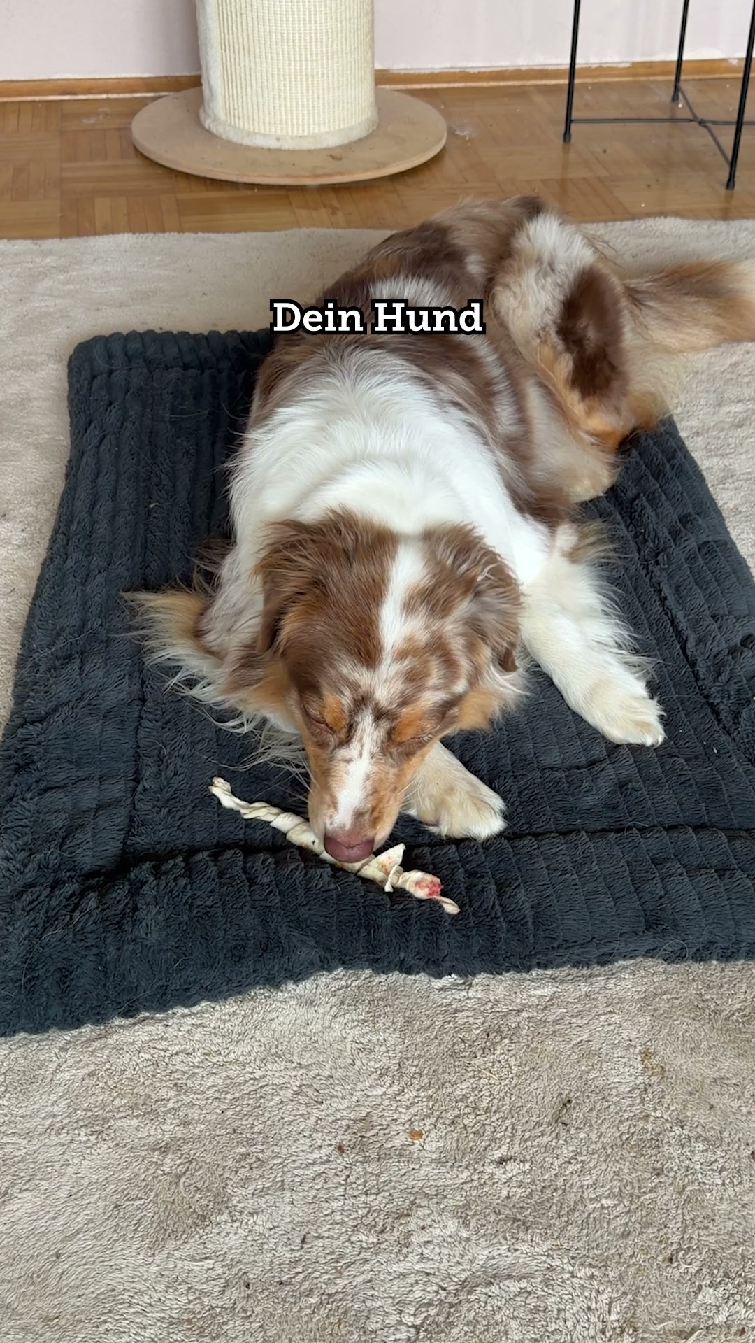 Nur das Beste für deinen Vierbeiner