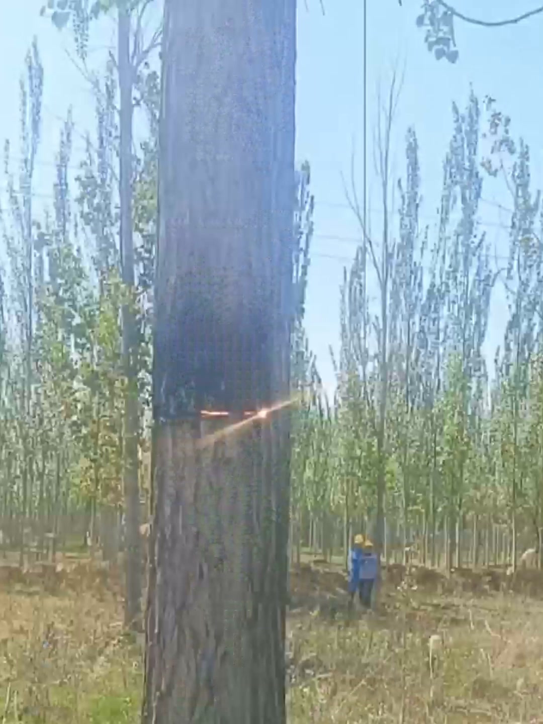 Addio scale pericolose! Potatura alberi a 500 metri con il laser