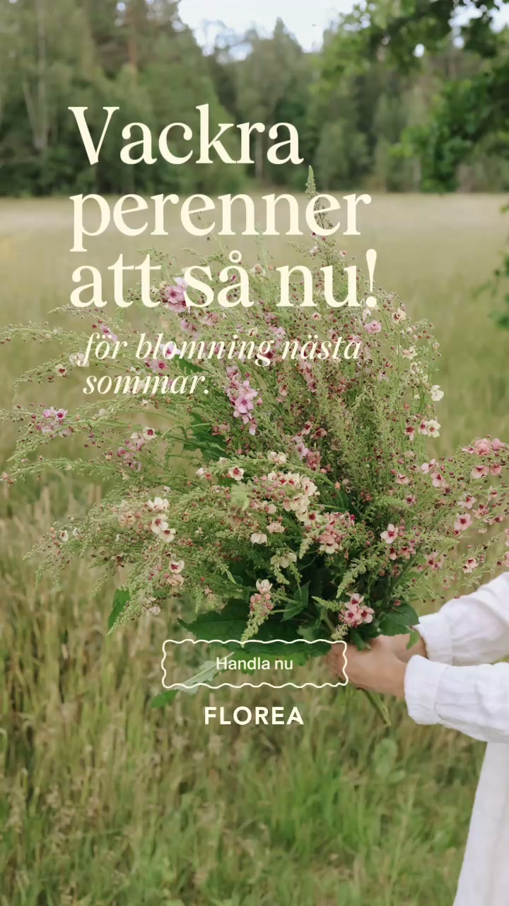 Vackra perenner att så nu