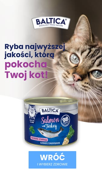Posiłki które pokocha Twój kot