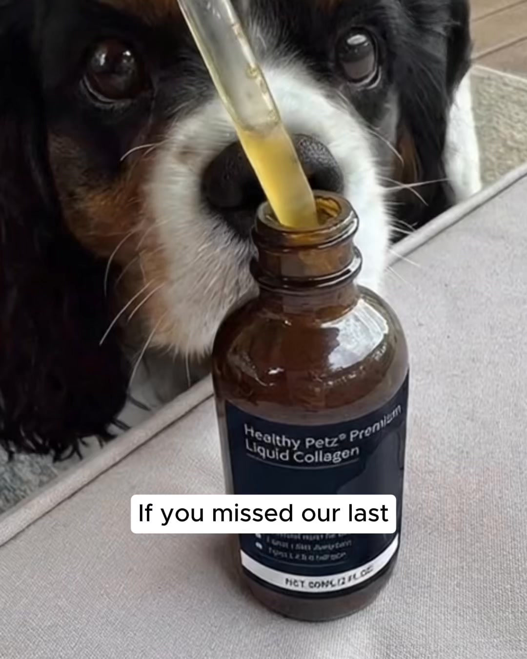 51,000+ Dogs Later — It’s Your Turn