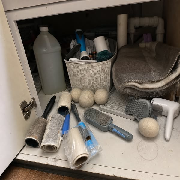 If you have a cat, owner, read this so this doesn't happen to you.