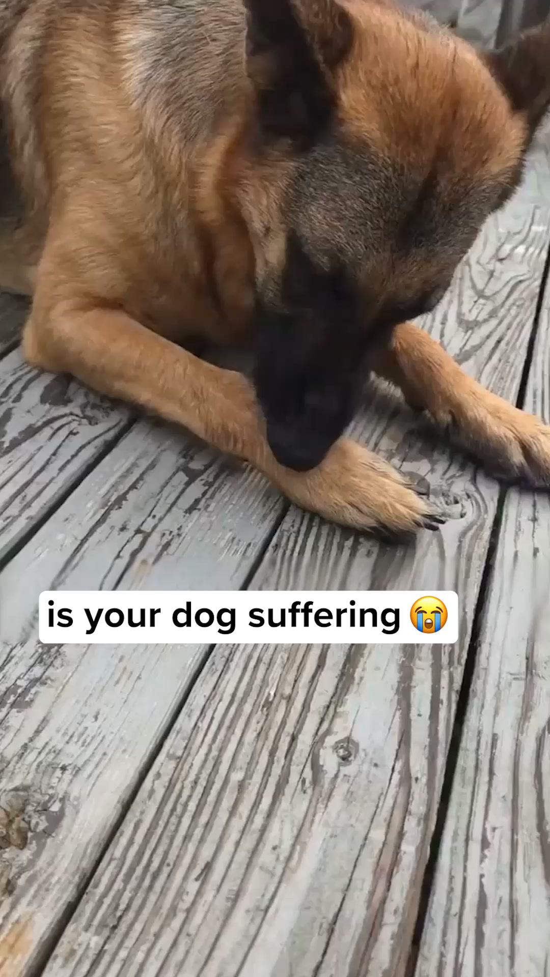 Vets Love It. Dogs Love It. Owners Trust It.