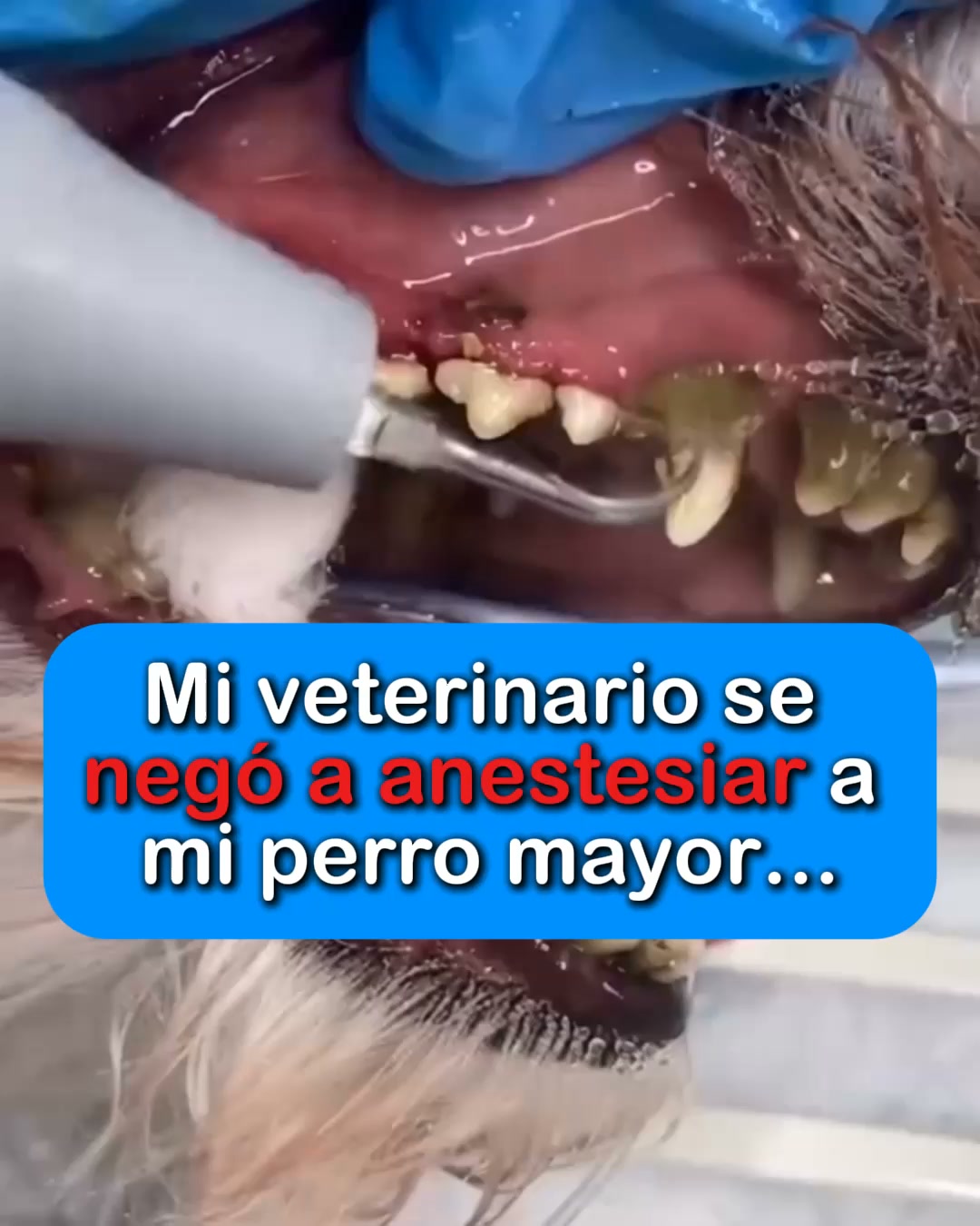 Envío Gratis 24/48h - Pago Contrareembolso