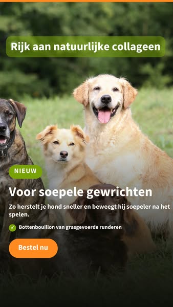 Geef je hond een gezonde boost