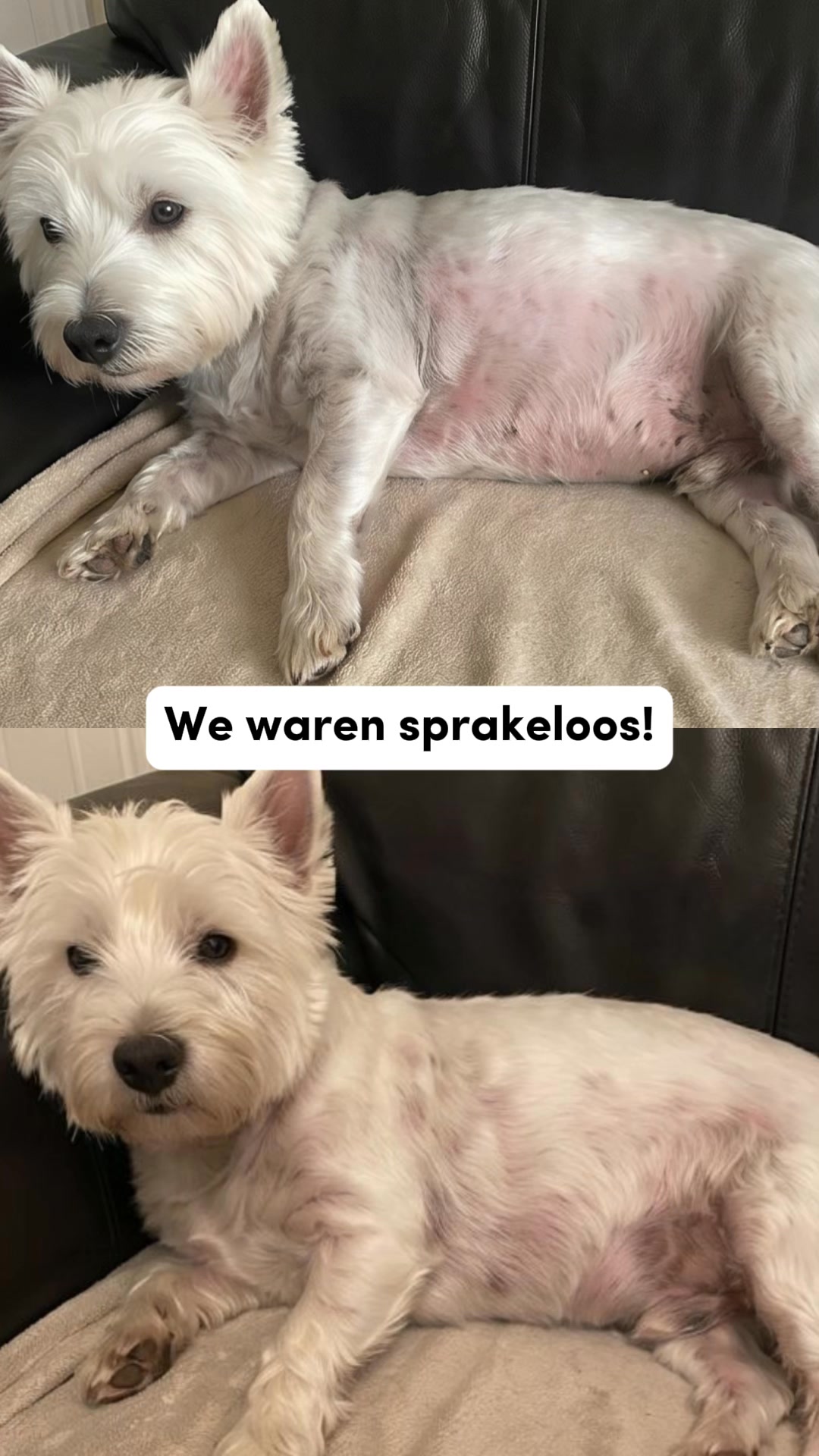 Waarom duizenden baasjes hun aanpak veranderden