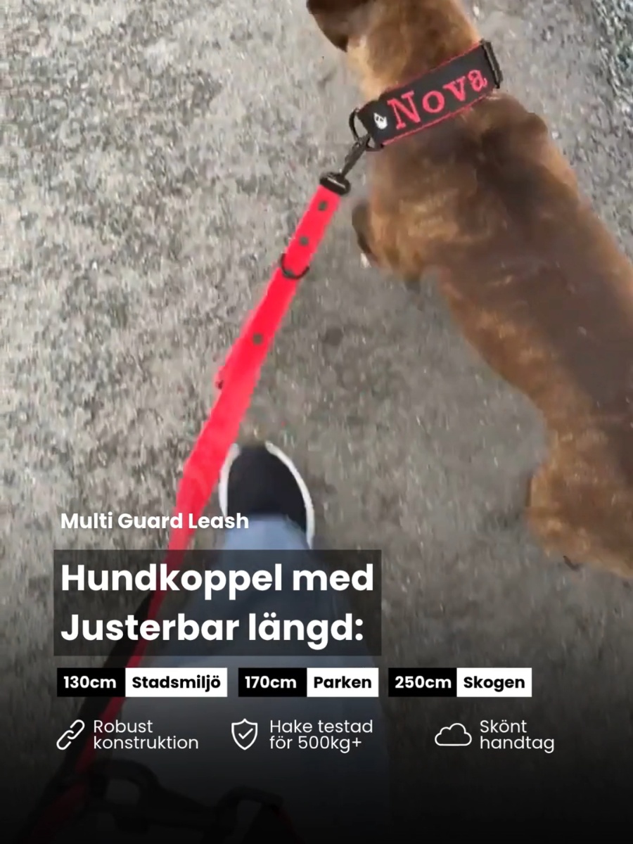 Valt av över 100 000 hundägare
