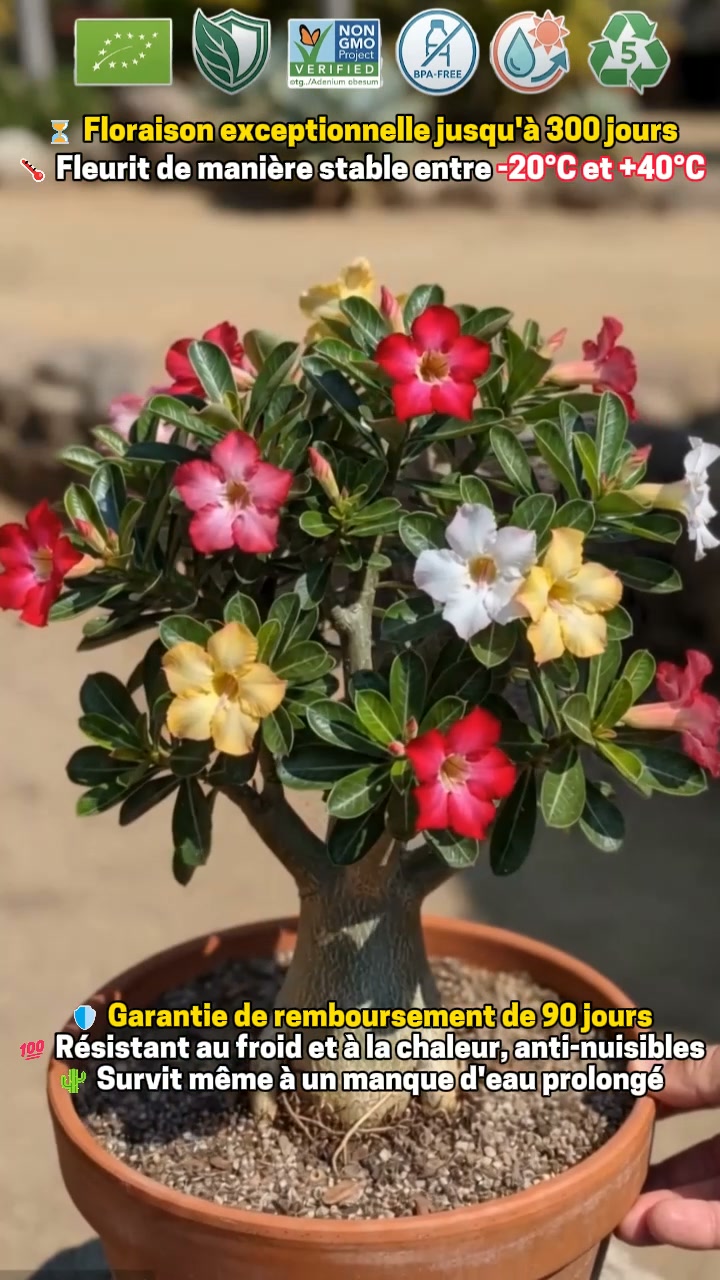 La plante qui ne meurt jamais – arrosez‑la et elle vit 100 ans !