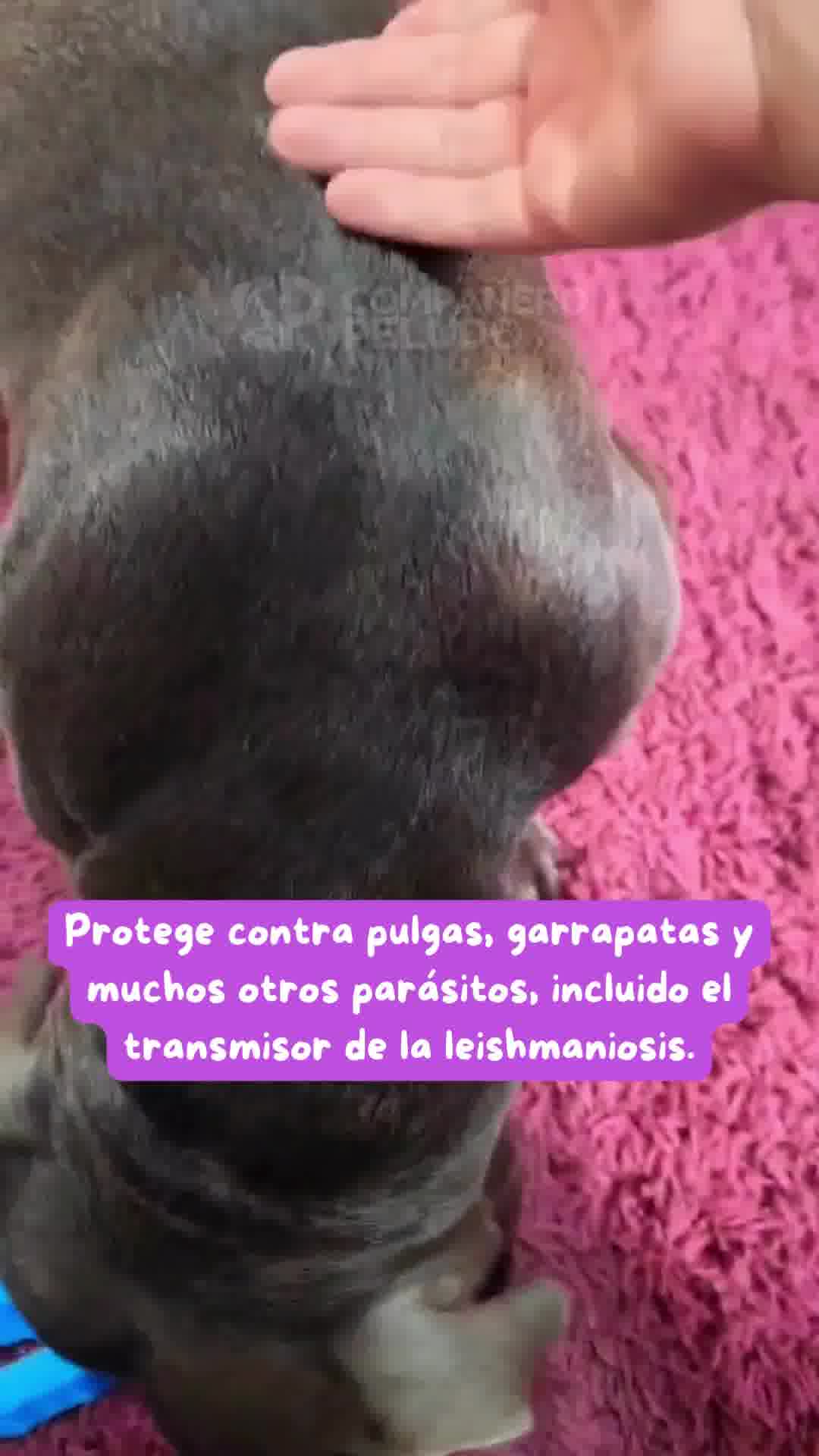 Collar natural con protección de 8 meses