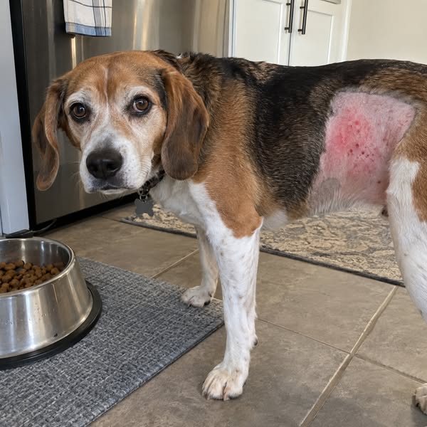 Read This Before Your Next Vet Bill
