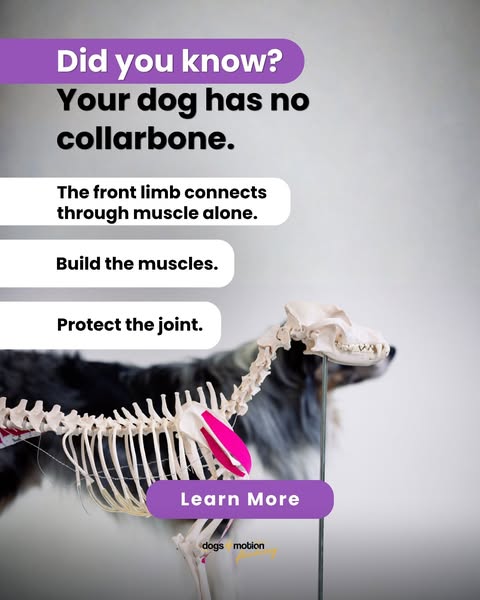 Shoulder Strength for Sport & Active Dogs