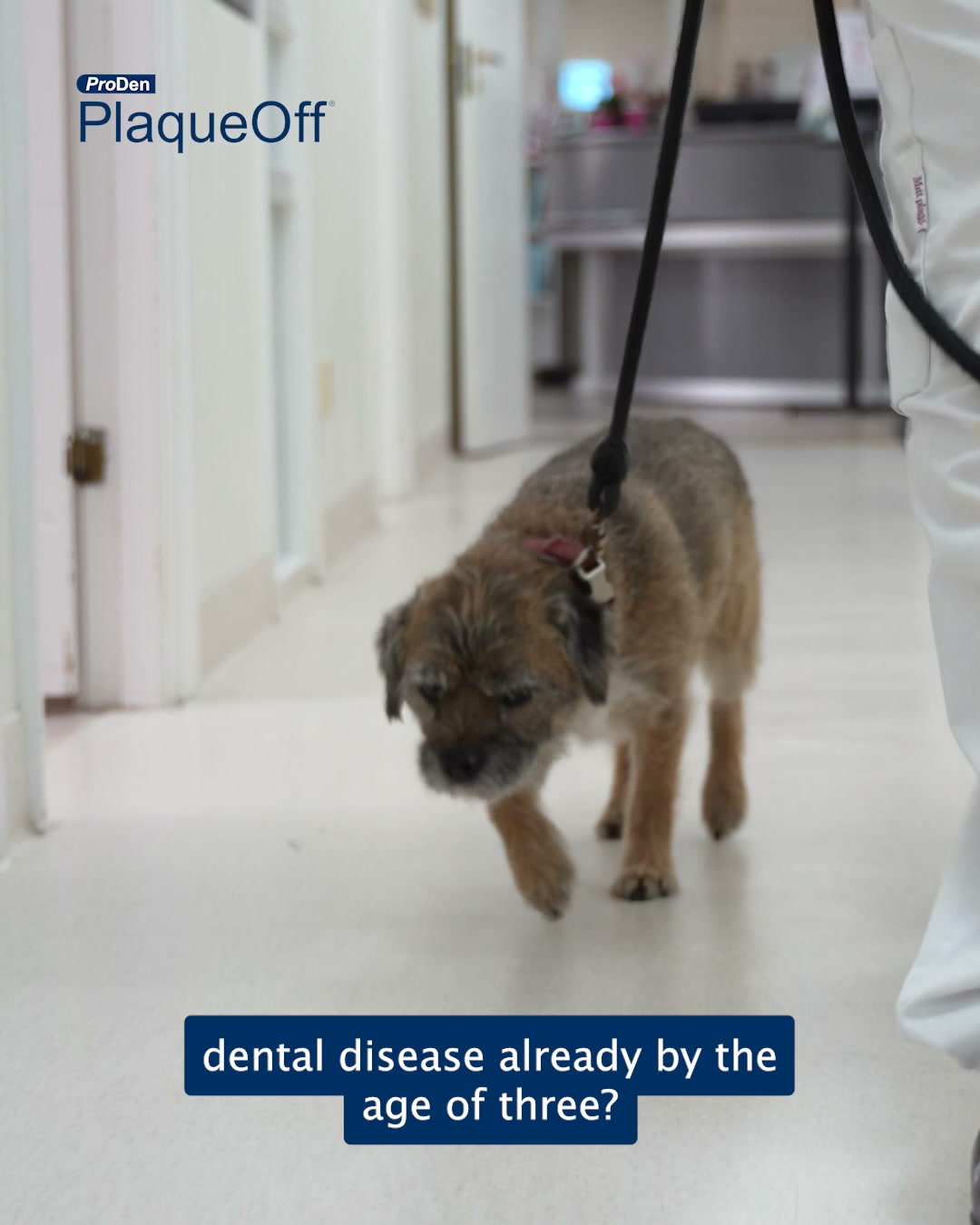 Get a free Dental Guide for your dog!