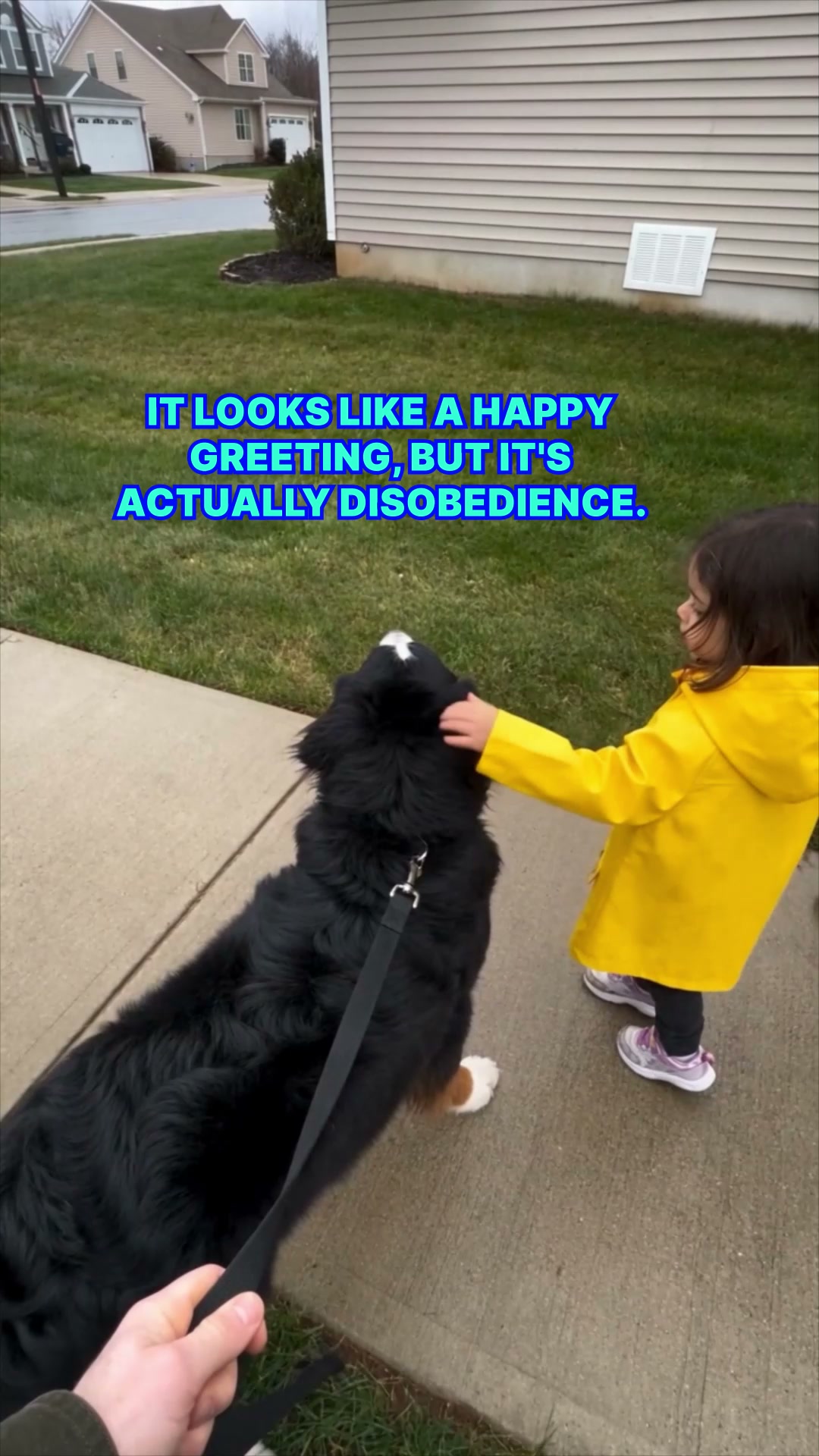 Start Service-Dog-Level Challenge ▶