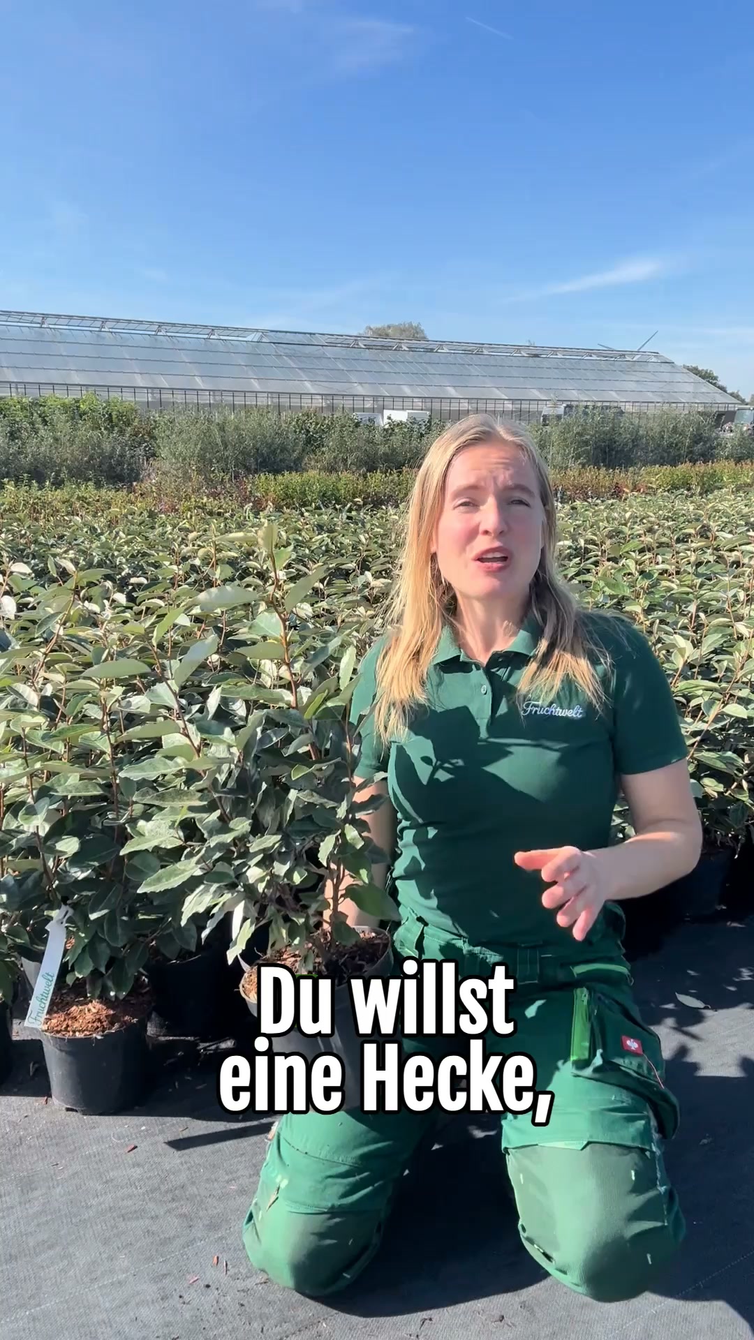 Immergrüne Hecke – 6 für 3 Aktion
