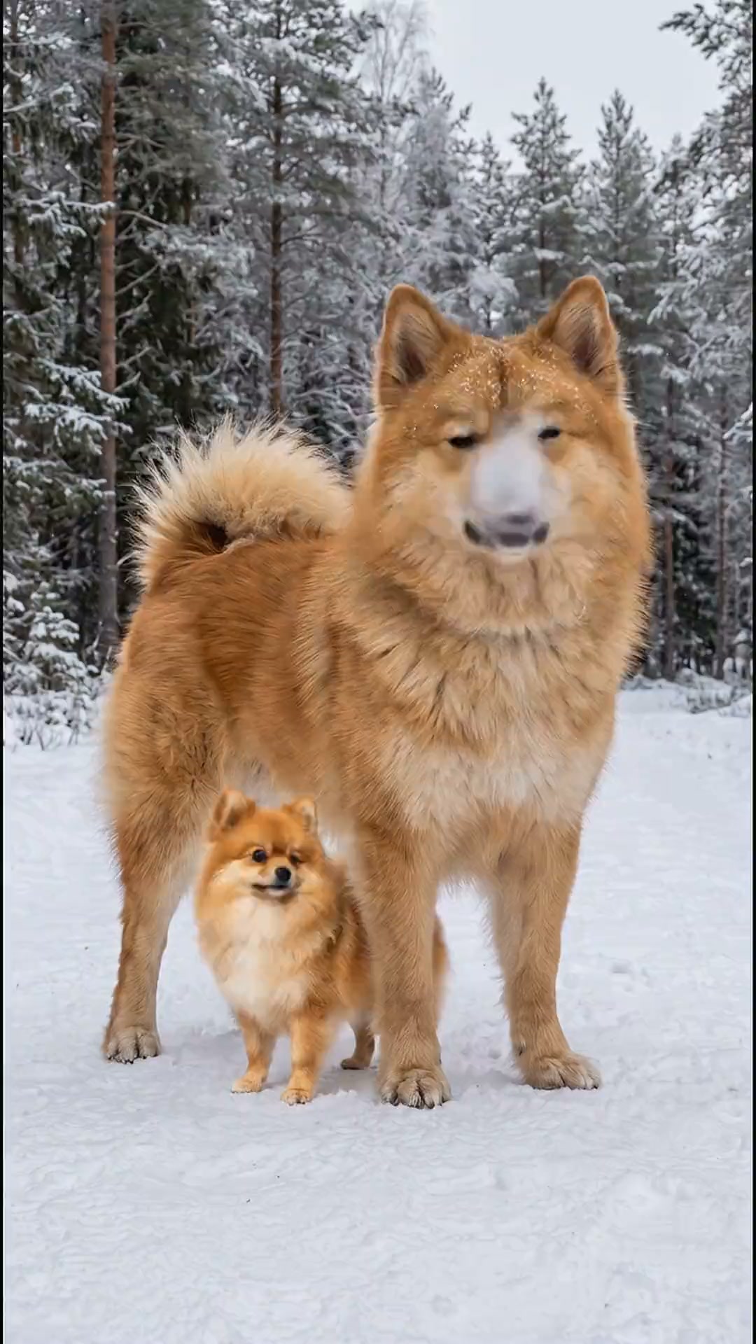 99% of Pomeranian moms don’t know this.