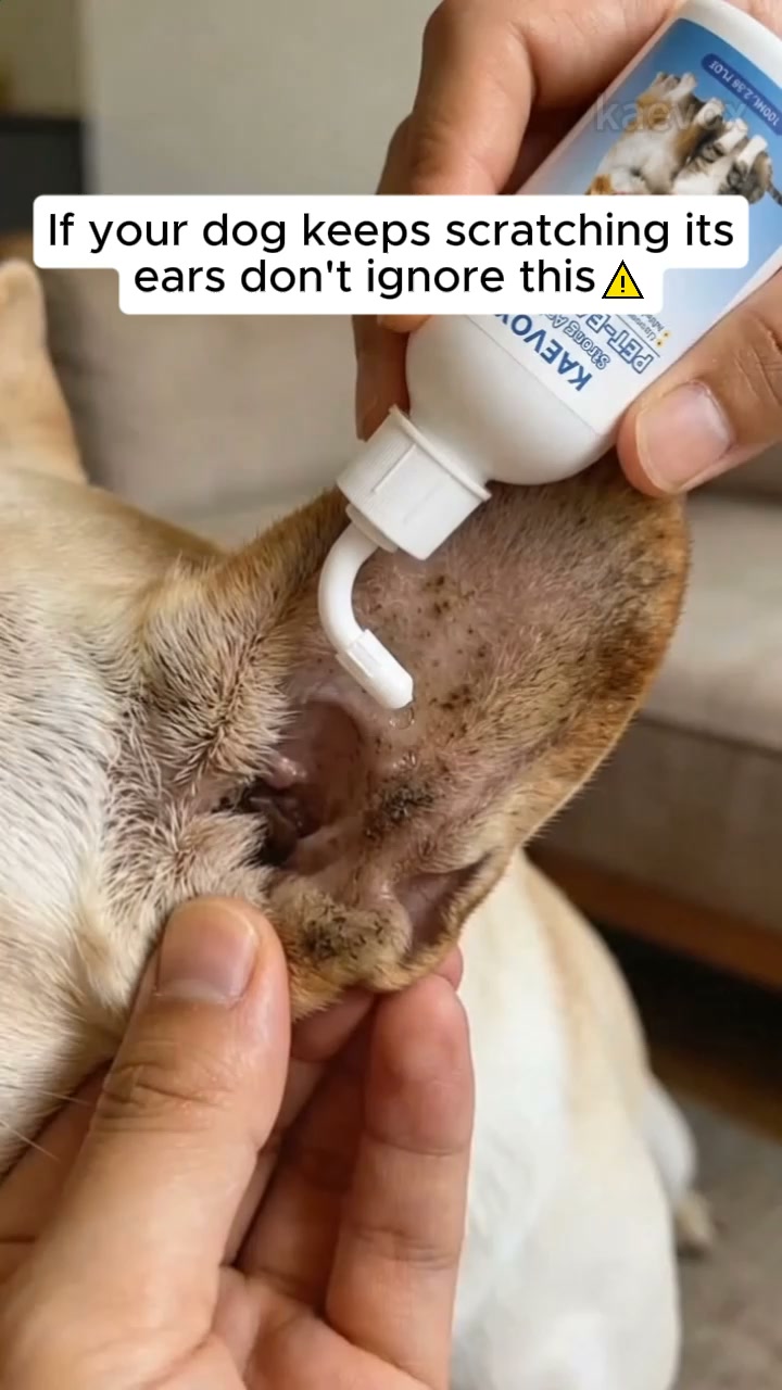 Gentle Ear Care for Happier Pets