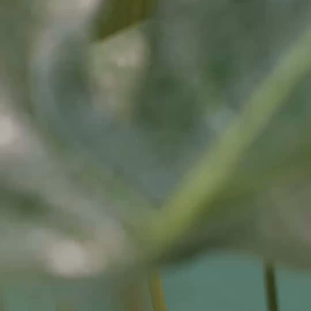 Plantas de Interior