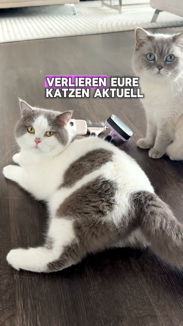 Die Bürste, die deine Katze akzeptiert