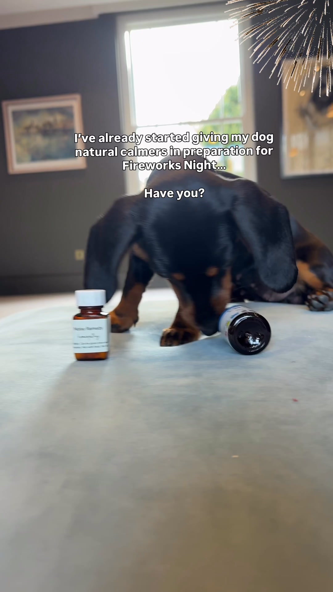 Prep Your Dog for Fireworks